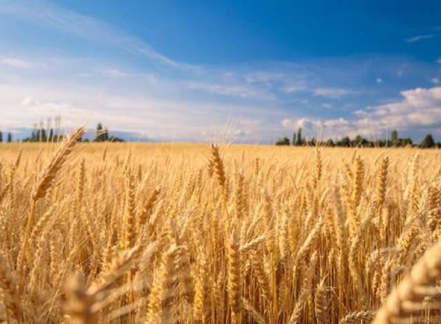 General Trading (Soft Commodities)